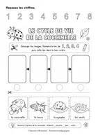 Aperçu - Feuilles d'exercices - Le cycle de vie coccinelle (maternelle, cycle 2, inclusion) - Page de couverture