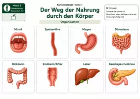 Vorschau - Bildkarten - Karten: Der Weg der Nahrung durch den Körper – Kartenmaterial mit Organkarten, Funktionskarten, Prozesskarten und S/W-Versionen - Seite 3