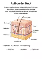 Vorschau - Arbeitsblätter - Die Haut‑Experten: Unser größtes Sinnesorgan verstehen · Arbeitsheft + Experimente · Klasse 3–4 - Seite 2