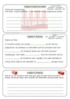 Vorschau - Unterrichtsreihen - Warum ist der Dünndarm so wichtig? - Arbeitsblatt mit Oberflächen-Modell, Darmzotten, Lösung und S/W-Version - Seite 3