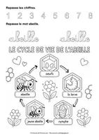 Aperçu - Feuilles d'exercices - Kit pédagogique : Cycle de vie de la coccinelle, de la grenouille, du papillon et de l'abeille - Page 1