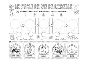 Aperçu - Feuilles d'exercices - Kit pédagogique : Cycle de vie de la coccinelle, de la grenouille, du papillon et de l'abeille - Page 2