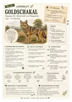 Vorschau - Arbeitsblätter - Goldschakal – kostenloses Materialpaket für Sachunterricht & Naturbildung | Bella Wildherz - Seite 2