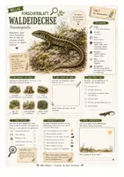 Vorschau - Arbeitsblätter - Waldeidechse – kostenloses Materialpaket für Sachunterricht & Naturbildung | Bella Wildherz - Seite 1