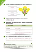 Vorschau - Arbeitsblätter - Aufbau der Blüte - Von Kelch zur Krone - Seite 3