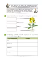 Vorschau - Arbeitsblätter - Aufbau einer Blütenpflanze - Seite 2