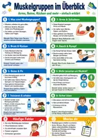 Vorschau - Poster - Muskelgruppen im Überblick – Spickzettel | Sport - Seite 1