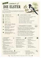 Vorschau - Arbeitsblätter - Elster – kostenloses Materialpaket für Sachunterricht & Naturbildung | Bella Wildherz - Seite 2