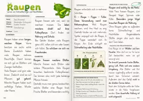Vorschau - Arbeitsblätter - Sachtext mit Aufgaben : Raupen - Larven von Schmetterlingen - Seite 3