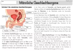 Vorschau - Arbeitsblätter - Sexualerziehung: Männliche Geschlechtsorgane - Seite 2