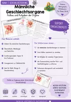 Vorschau - Arbeitsblätter - Sexualerziehung: Männliche Geschlechtsorgane - Seite 1