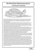 Vorschau - Arbeitsblätter - Hakennasennatter-Arbeitsblätter | Evolution | AFB I–III | Kl. 9/10 - Seite 2