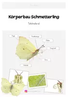 Vorschau - Poster - Schmetterling Körperbau | Tafelmaterial - Deckblatt