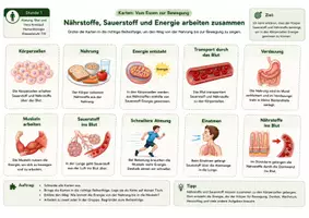 Vorschau - Unterrichtsreihen - Karten: Vom Essen zur Bewegung - Kartenmaterial zu Atmung, Verdauung, Bluttransport, Körperzellen und Belastung mit Lösung und S/W-Version - Seite 1