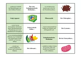 Vorschau - Spiele - Domino-Spiel: Aufbau der Zelle (Zellorganellen) - Seite 2