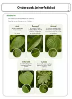Voorbeeld - Verwerkingsbundel Flora (planten) - Pagina 3