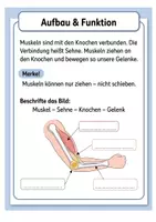 Vorschau - Arbeitsblätter - Die Muskel‑Experten: Muskeln & Bewegung verstehen · Arbeitsheft + Quiz · Klasse 3–4 - Seite 3