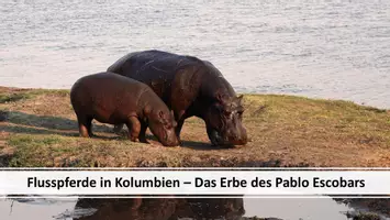 Vorschau - Stundenentwürfe - Mystery Neobiota/ invasive Art - Pablo Escobars Flusspferde - Seite 2