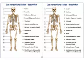 Vorschau - Arbeitsblätter - Das menschliche Skelett beschriften – Arbeitsblatt zum Beschriften mit Begriffsauswahl und Lösung für Humanbiologie - Seite 2