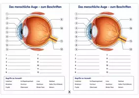Vorschau - Arbeitsblätter - Das menschliche Auge beschriften – Arbeitsblatt zum Beschriften mit Begriffsauswahl und Lösung für Humanbiologie - Seite 1