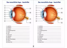Vorschau - Arbeitsblätter - Das menschliche Auge beschriften – Arbeitsblatt zum Beschriften mit Begriffsauswahl und Lösung für Humanbiologie - Seite 2