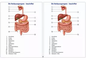 Vorschau - Unterrichtsreihen - Ernährung und Verdauung verstehen – Nahrung, Nährstoffe und Verdauungsweg Bundle mit Arbeitsblättern, Kartenmaterial, Fallimpulsen, Lösungen und S/W-Versionen - Seite 3