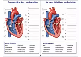 Vorschau - Arbeitsblätter - Das menschliche Herz beschriften – Arbeitsblatt zum Beschriften mit Begriffsauswahl und Lösung für Humanbiologie - Seite 1
