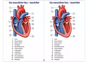 Vorschau - Arbeitsblätter - Das menschliche Herz beschriften – Arbeitsblatt zum Beschriften mit Begriffsauswahl und Lösung für Humanbiologie - Seite 2