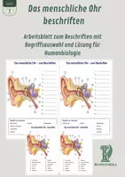 Vorschau - Arbeitsblätter - Das menschliche Ohr beschriften – Arbeitsblatt zum Beschriften mit Begriffsauswahl und Lösung für Humanbiologie - Deckblatt