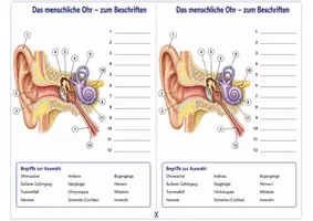 Vorschau - Arbeitsblätter - Das menschliche Ohr beschriften – Arbeitsblatt zum Beschriften mit Begriffsauswahl und Lösung für Humanbiologie - Seite 1