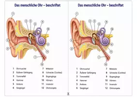 Vorschau - Arbeitsblätter - Das menschliche Ohr beschriften – Arbeitsblatt zum Beschriften mit Begriffsauswahl und Lösung für Humanbiologie - Seite 2