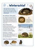 Vorschau - Arbeitsblätter - Winterruhe, Winterstarre, Winterschlaf - Tiere im Winter - Seite 1