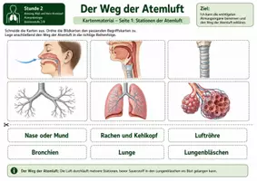 Vorschau - Bildkarten - Karten: Der Weg der Atemluft – Kartenmaterial mit Bildkarten, Begriffskarten, Funktionskarten, Lösung und S/W-Version - Seite 3