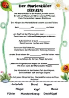Vorschau - Arbeitsblätter - Körperbau des Marienkäfers – Arbeitsblätter | Grundschule - Seite 1