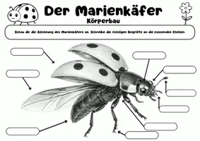 Vorschau - Arbeitsblätter - Körperbau des Marienkäfers – Arbeitsblätter | Grundschule - Seite 2