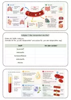 Vorschau - Unterrichtsreihen - Blut als Transportmittel – Arbeitsblatt mit Fallimpuls, Stofftransport, Blutbestandteilen, Lösung und S/W-Version - Seite 2