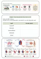 Vorschau - Unterrichtsreihen - Blutkreislauf und Versorgung der Organe – Arbeitsblatt mit Fallimpuls, Kreislauf-Schaubild, Aufgaben, Lösung und S/W-Version - Seite 2