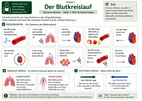 Vorschau - Bildkarten - Karten: Der Blutkreislauf – Kartenmaterial mit Prozesskarten, Kreislaufkarten, Richtungskarten, Lösung und richtiger Reihenfolge - Seite 3