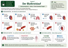 Vorschau - Bildkarten - Karten: Der Blutkreislauf – Kartenmaterial mit Prozesskarten, Kreislaufkarten, Richtungskarten, Lösung und richtiger Reihenfolge - Seite 1