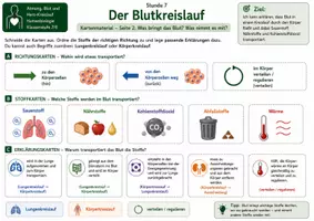 Vorschau - Bildkarten - Karten: Der Blutkreislauf – Kartenmaterial mit Prozesskarten, Kreislaufkarten, Richtungskarten, Lösung und richtiger Reihenfolge - Seite 2