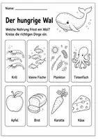 Vorschau - Arbeitsblätter - Wal Lebenszyklus - Interaktives Faltbuch & Steckbrief - Seite 3