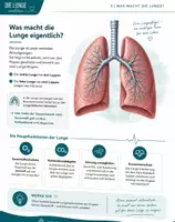 Vorschau - Unterrichtsreihen - Die Lunge Anatomie - Seite 2