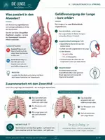 Vorschau - Unterrichtsreihen - Die Lunge Anatomie - Seite 3