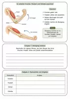 Vorschau - Unterrichtsreihen - Bewegungsapparat des Menschen – Wie Knochen, Muskeln und Gelenke zusammenarbeiten - Arbeitsblatt mit Fallimpuls, Bewegungserklärung, Alltagsbeispielen, Lösung und S/W-Version - Seite 2