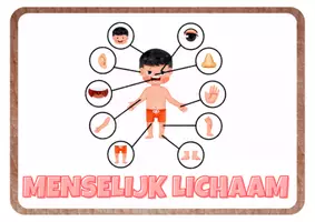 Voorbeeld - W.O. Thema Pakket: Ons Lichaam - niveau eerste leerjaar (groep 3) - Pagina 2