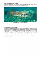 Vorschau - Klassenarbeiten - Biologie Klausur Oberstufe: Fotosynthese, Symbiose und Koevolution - Seite 3