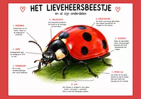 Voorbeeld - Informatieve bundel 'Het lieveheersbeestje' - Pagina 1
