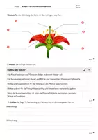 Vorschau - Test - Biologie-Test zum Thema Samenpflanzen - Seite 1