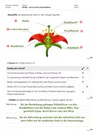Vorschau - Test - Biologie-Test zum Thema Samenpflanzen - Seite 3