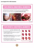 Vista previa - Refuerzo / NEE / Materiales de apoyo - Etapas de la vida - Tesoros Brillantes - página 3